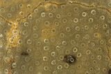 Polished Fossil Rugose Coral Slab - Morocco #276202-1